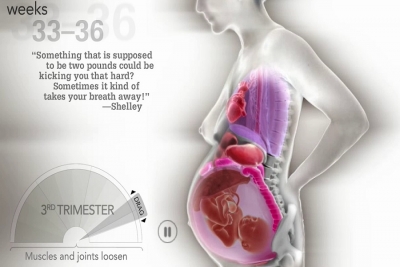 Δείτε σ&#039; ένα βίντεο πώς αλλάζουν τα όργανα της γυναίκας στην εγκυμοσύνη!