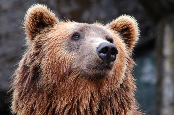 Θεσσαλονίκη: Αρκούδα νεκρή