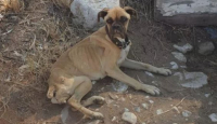 Φρίκη στη Ηλεία: Σκύλος