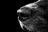 Λάρισα: Σκύλος δάγκωσε