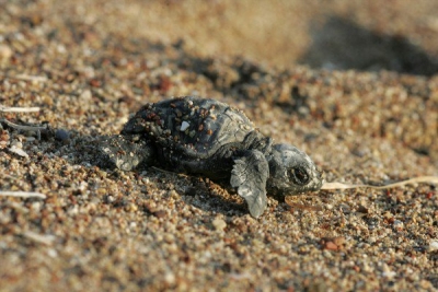 Τα πρώτα χελωνάκια caretta caretta