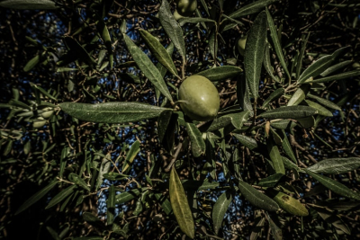 Φαρ Ουέστ για το λάδι,