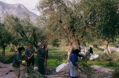 Συγκομιδή ελαιοκάρπου από