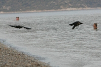 Αλόννησος: 11χρονος