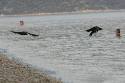 Aντιδήμαρχος Αλoννήσου: