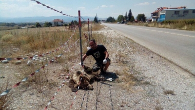 Δύο νεκρές αρκούδες στην