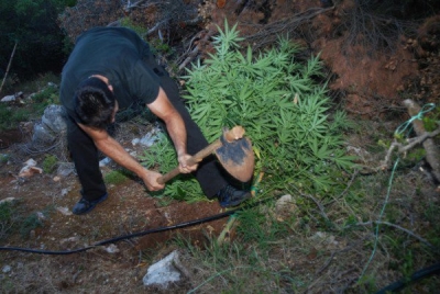 Φυτεία με περίπου 500