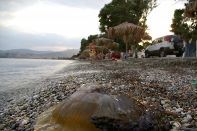 Κυβερνητικά μέτρα για τις